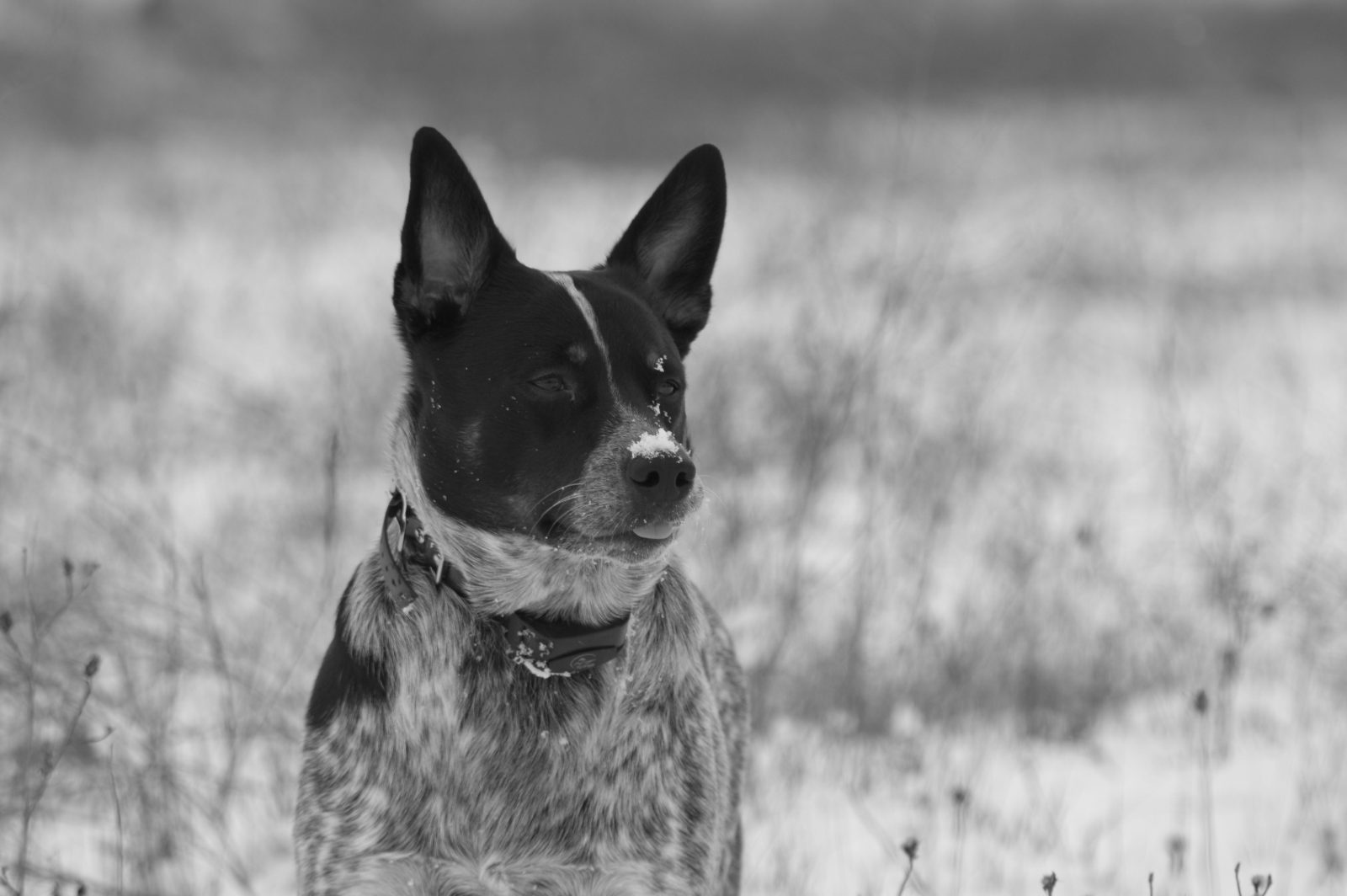 STORE HERO — CATTLE DOG