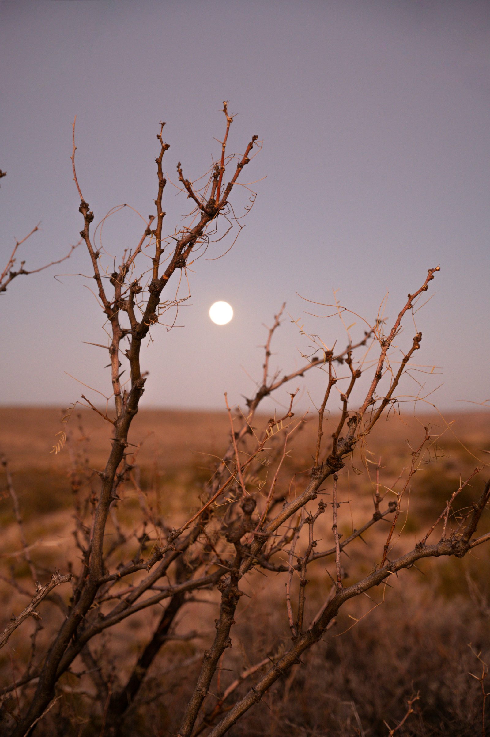 FIELD BAND — MOONRISE